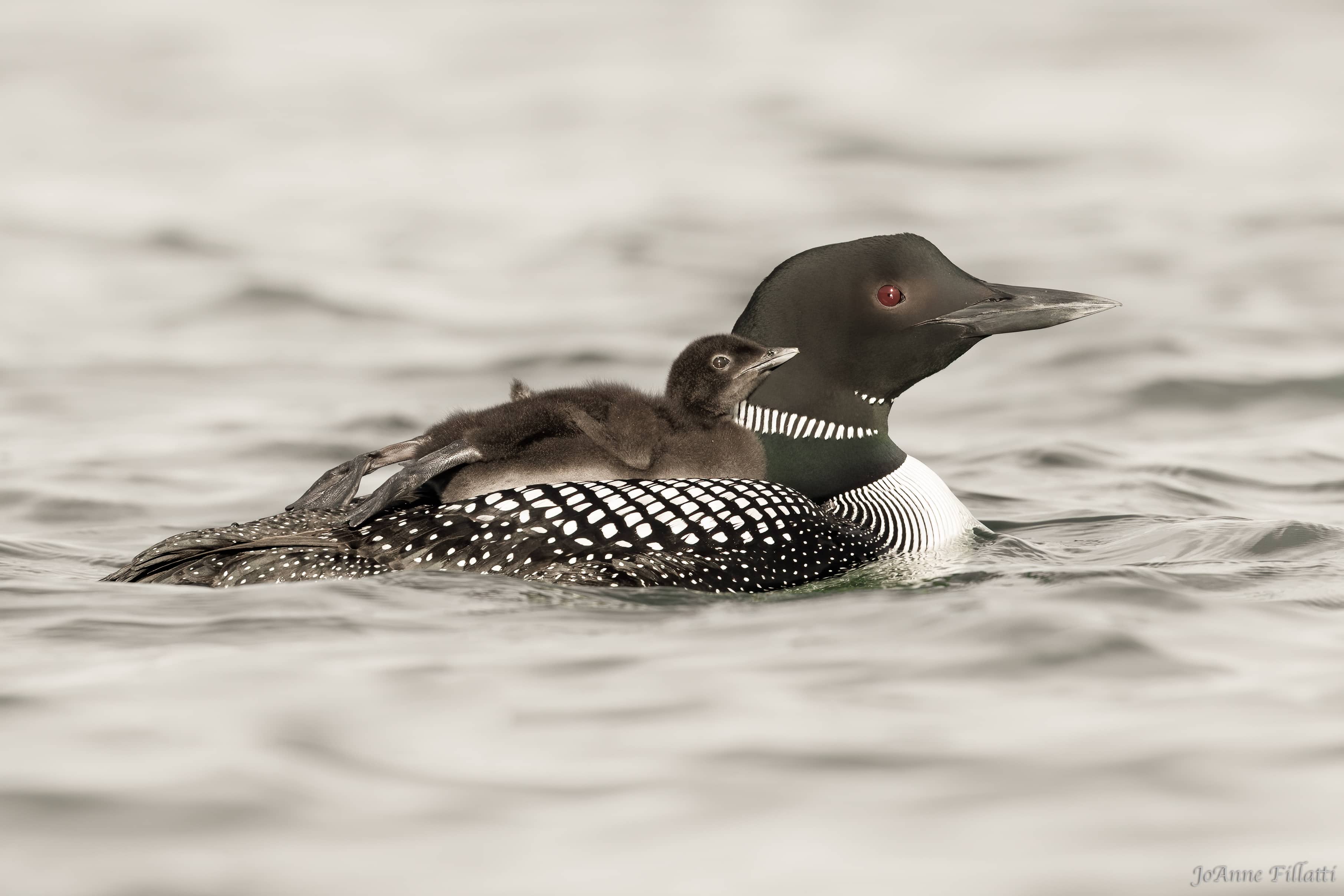 bird of british columbia image 2